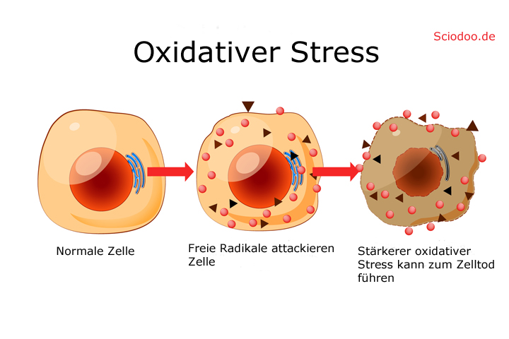oxidativerstress